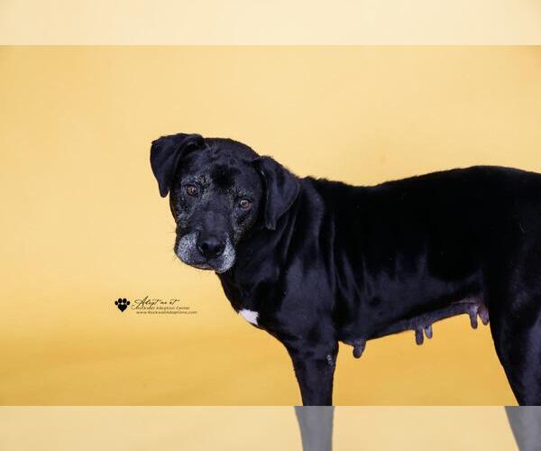 Medium Photo #17 Mutt Puppy For Sale in Rockwall, TX, USA