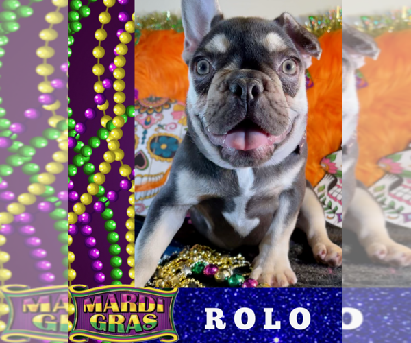 Medium Photo #1 French Bulldog Puppy For Sale in HEATHROW, FL, USA