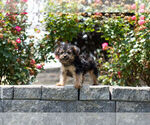 Small Photo #14 YorkiePoo Puppy For Sale in WARSAW, IN, USA