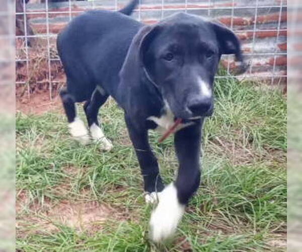 Medium Photo #3 Labrador Retriever-Unknown Mix Puppy For Sale in Frankston, TX, USA