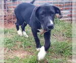 Small #2 Labrador Retriever Mix