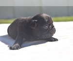 Pumpkin - Female Pug Puppy for Sale - Photo #6