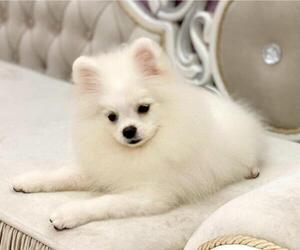 Pomeranian Puppy for sale in BALDWIN HILLS, CA, USA