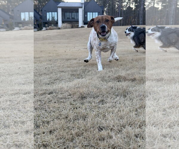 Medium Photo #3 Jack Russell Terrier-Red Heeler Mix Puppy For Sale in Ball Ground, GA, USA