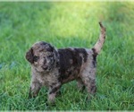 Small Photo #59 Goldendoodle Puppy For Sale in HOWARD CITY, MI, USA