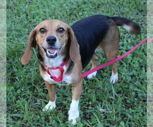 Sundae aka Sunni - Female Beagle Dog for Adoption - Photo #3