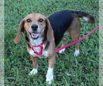 Small Photo #3 Beagle Puppy For Sale in Dunnellon, FL, USA