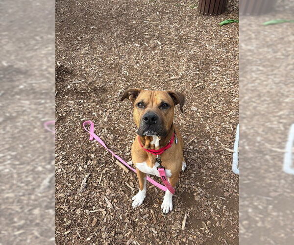 Medium Photo #1 American Pit Bull Terrier Puppy For Sale in Waterford, VA, USA