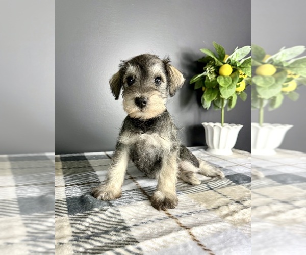 Medium Photo #4 Schnauzer (Miniature) Puppy For Sale in GREENFIELD, IN, USA