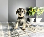 Small #3 Schnauzer (Miniature)