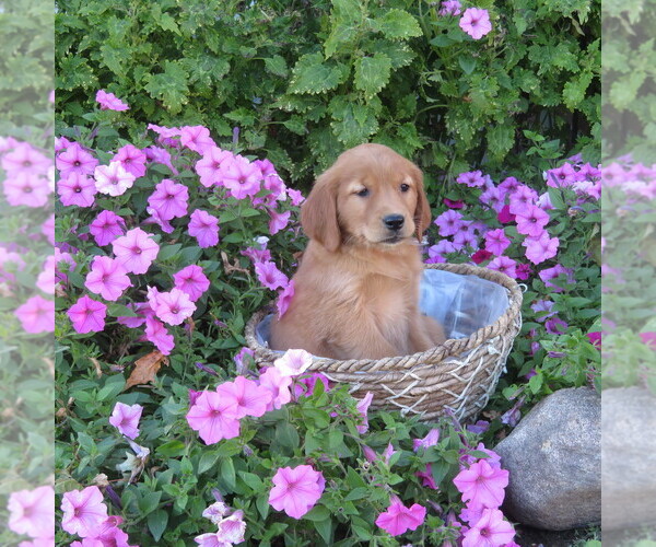 Medium Photo #5 Golden Retriever Puppy For Sale in THORP, WI, USA