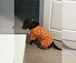 Small #3 American Pit Bull Terrier Mix