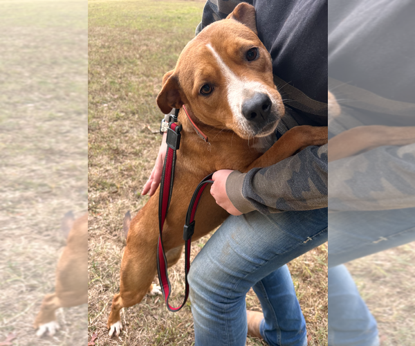 Medium Photo #1 Mutt Puppy For Sale in Decatur, GA, USA