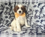Small #9 Cavapoo