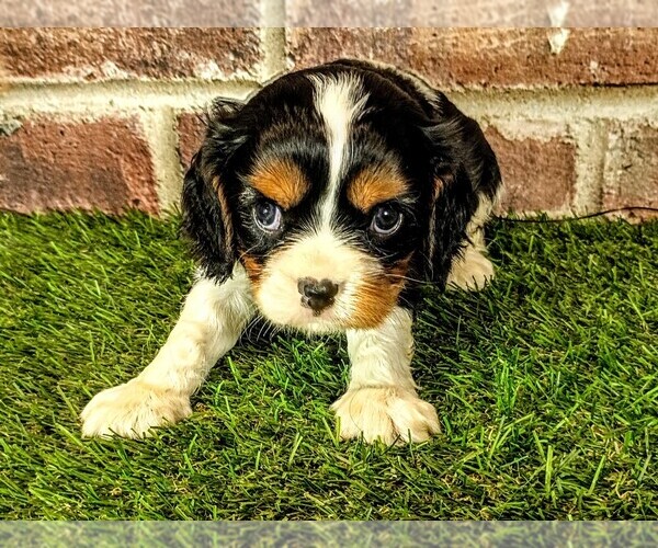 Medium Photo #3 Cavalier King Charles Spaniel Puppy For Sale in MOBERLY, MO, USA
