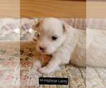 Small Photo #5 Maltese Puppy For Sale in MOUNTAIN GROVE, MO, USA