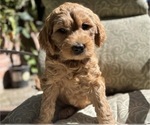 Small Photo #4 Goldendoodle Puppy For Sale in CASTRO VALLEY, CA, USA