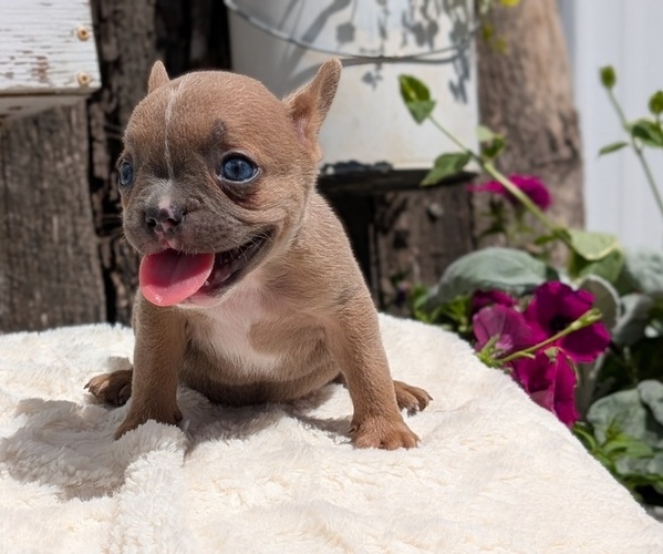 Medium Photo #58 French Bulldog Puppy For Sale in GOSHEN, IN, USA