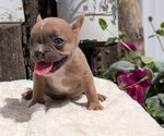 Puppy 5 French Bulldog