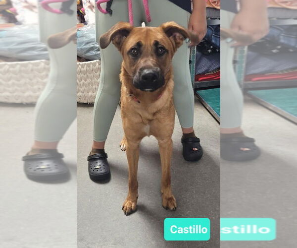 Medium Photo #1 Black Mouth Cur-Unknown Mix Puppy For Sale in Richmond, IN, USA