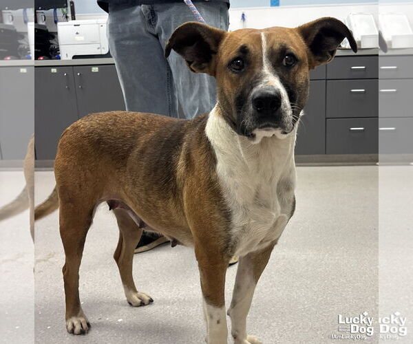 Medium Photo #1 Mutt Puppy For Sale in Washington, DC, USA