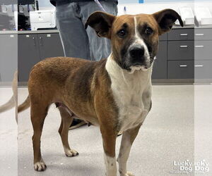 Mutt Dogs for adoption in Washington, DC, USA