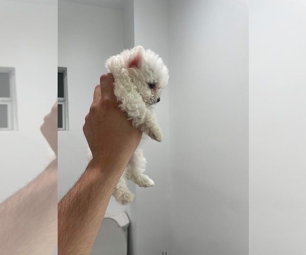 Medium Photo #2 Maltipoo Puppy For Sale in AUSTIN, TX, USA