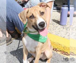 Eclair - Female Labrador Retriever-Unknown Mix Dog for Adoption - Photo #5