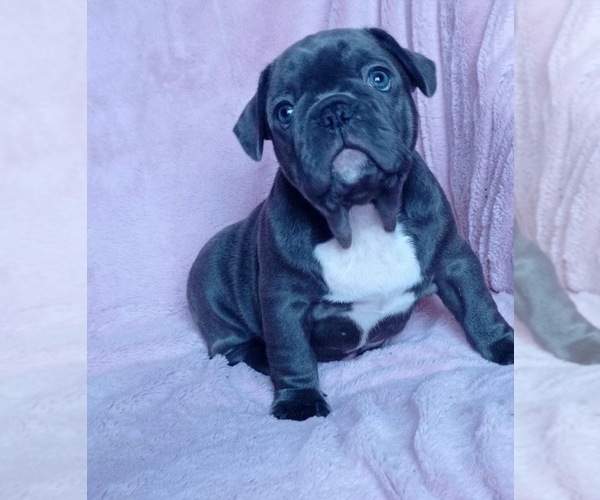 Medium Photo #1 French Bulldog Puppy For Sale in BEVERLY HILLS, CA, USA