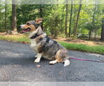 Small #1 Cardigan Welsh Corgi-Catahoula Leopard Dog Mix