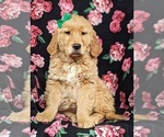 Small Photo #1 Golden Retriever Puppy For Sale in DELTA, PA, USA