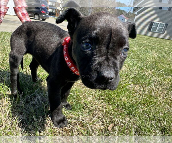Medium Photo #5 American Staffordshire Terrier-Bullmastiff Mix Puppy For Sale in Holly Springs, NC, USA