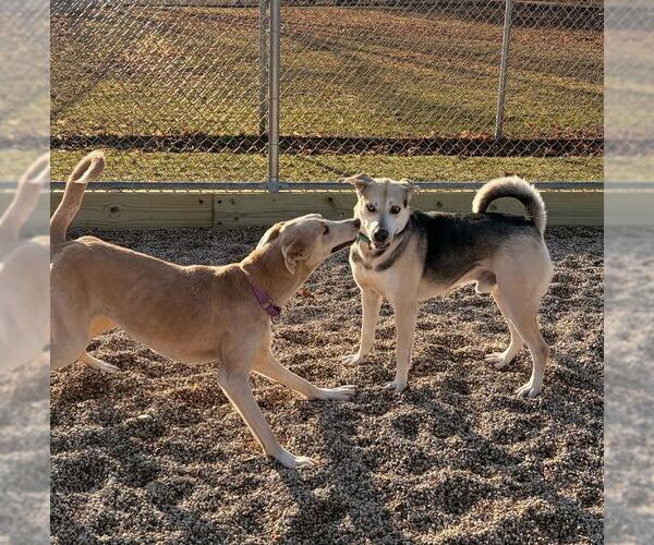 Medium Photo #4 Siberian Husky-Unknown Mix Puppy For Sale in Jefferson, WI, USA