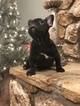 Small Photo #8 French Bulldog Puppy For Sale in OCALA, FL, USA