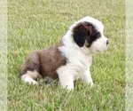 Small Photo #2 Saint Bernard Puppy For Sale in SPENCERVILLE, IN, USA