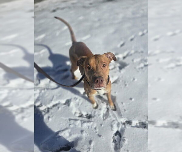 Medium Photo #2 Mutt Puppy For Sale in Ogden, UT, USA