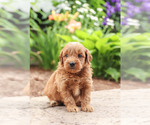 Puppy 4 Goldendoodle