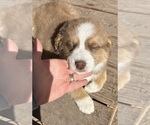 Puppy Peaches Australian Shepherd