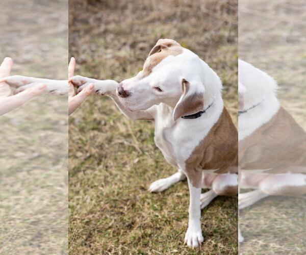 Medium Photo #11 Mutt Puppy For Sale in Crete, IL, USA