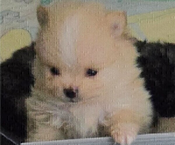 Medium Photo #5 Pomeranian Puppy For Sale in MENIFEE, CA, USA
