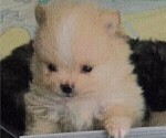 Small Photo #18 Pomeranian Puppy For Sale in MENIFEE, CA, USA