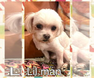 Maltese Dogs for adoption in Oakhurst, NJ, USA