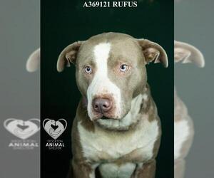 Mutt Dogs for adoption in Stockton, CA, USA