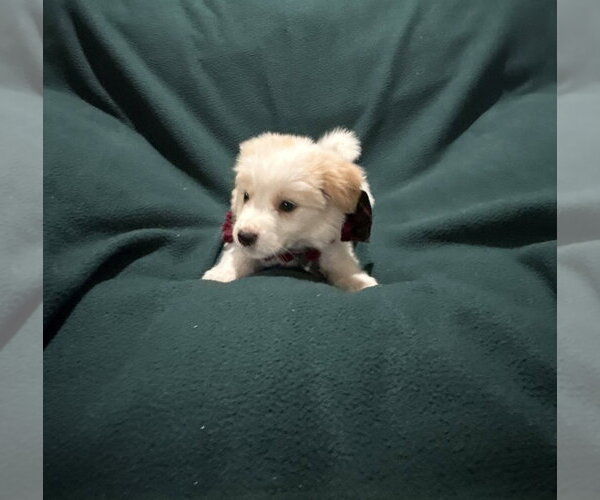 Medium Photo #4 Australian Retriever Puppy For Sale in Dallas, TX, USA