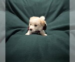 Small #3 Australian Retriever