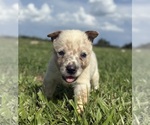 Small #3 Australian Cattle Dog