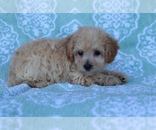Medium Photo #1 Bichpoo Puppy For Sale in SHILOH, OH, USA