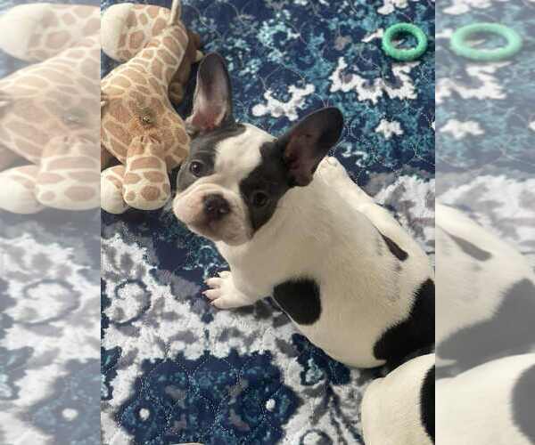 Medium Photo #4 French Bulldog Puppy For Sale in CINCINNATI, OH, USA