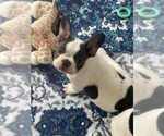 Small #3 French Bulldog