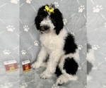 Small Photo #22 Goldendoodle Puppy For Sale in DOLPH, AR, USA